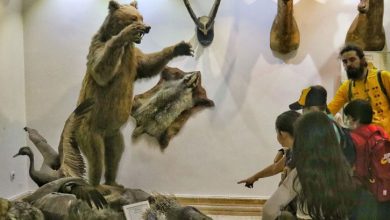 موزه حیات وحش دارآباد