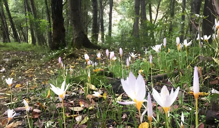 طبیعت چالوس