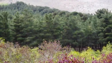 پارک ملی سرخه حصار تهران