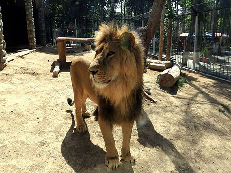 شیر باغ وحش ارم تهران
