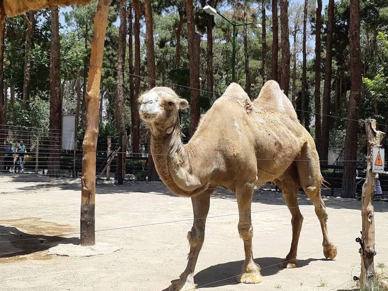 حیوانات باغ وحش ارم