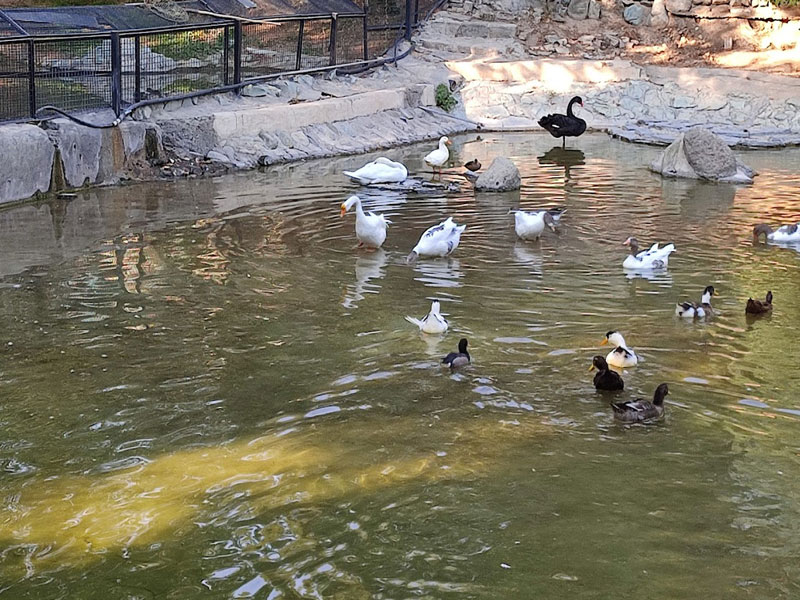 پرندگان باغ وحش ارم