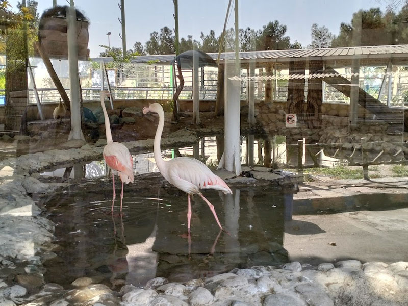 پرندگان باغ وحش ارم تهران