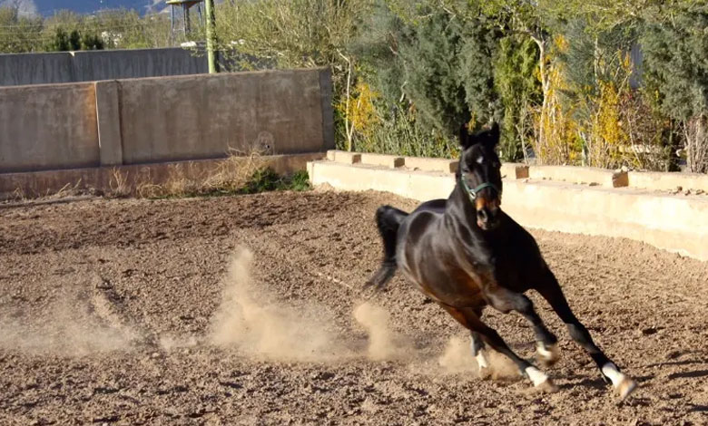 باشگاه سوارکاری آزمون تهران