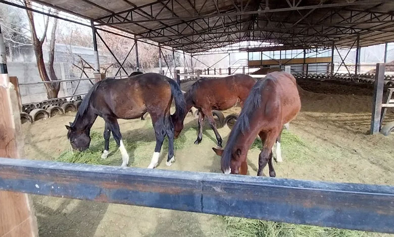 باشگاه سوارکاری اسب سفید تهران